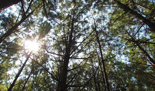 Photo #5 of SOLD property in Off Warrique Rd - Lot 4, Ivor, VA 3.0 acres