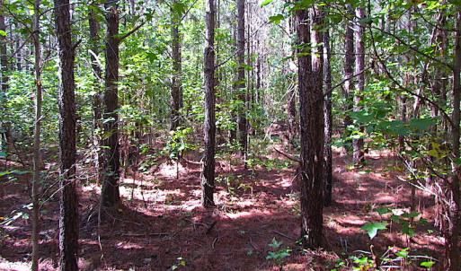 Photo #6 of SOLD property in Off Warrique Rd - Lot 4, Ivor, VA 3.0 acres