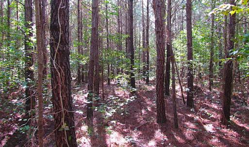 Photo #7 of SOLD property in Off Warrique Rd - Lot 4, Ivor, VA 3.0 acres