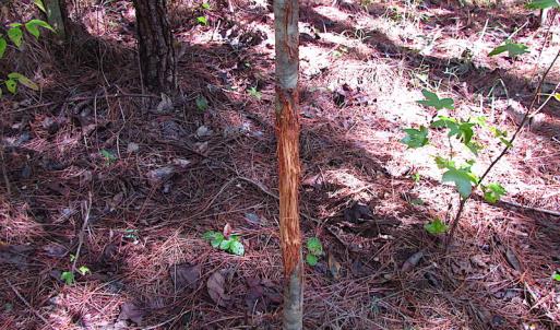 Photo #8 of SOLD property in Off Warrique Rd - Lot 4, Ivor, VA 3.0 acres