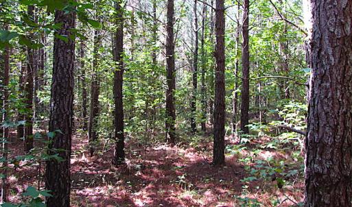 Photo #9 of SOLD property in Off Warrique Rd - Lot 4, Ivor, VA 3.0 acres