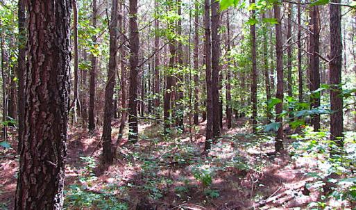 Photo #10 of SOLD property in Off Warrique Rd - Lot 4, Ivor, VA 3.0 acres