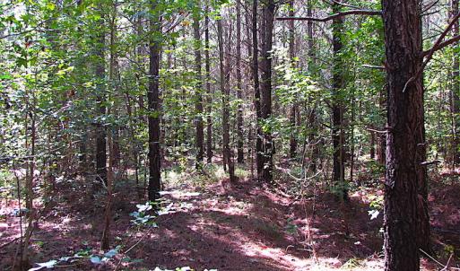 Photo #11 of SOLD property in Off Warrique Rd - Lot 4, Ivor, VA 3.0 acres