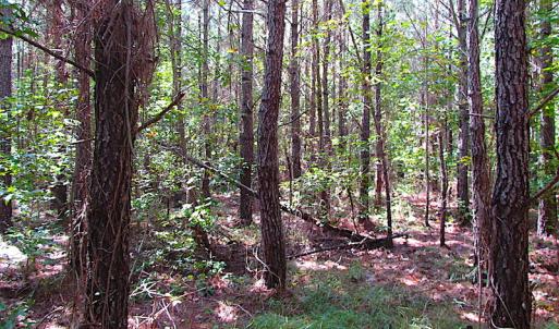 Photo #12 of SOLD property in Off Warrique Rd - Lot 4, Ivor, VA 3.0 acres