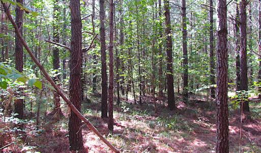Photo #13 of SOLD property in Off Warrique Rd - Lot 4, Ivor, VA 3.0 acres