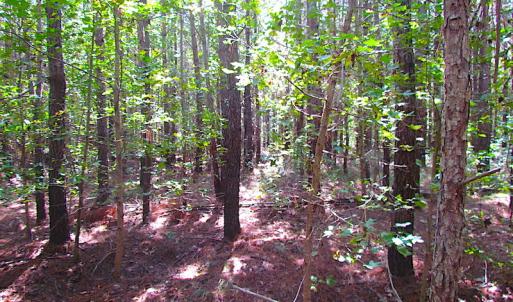 Photo #14 of SOLD property in Off Warrique Rd - Lot 4, Ivor, VA 3.0 acres