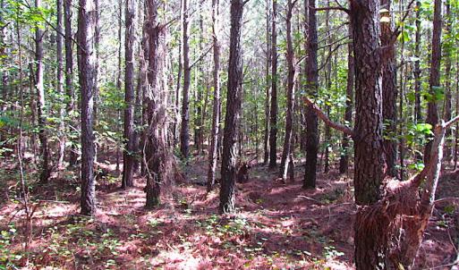 Photo #15 of SOLD property in Off Warrique Rd - Lot 4, Ivor, VA 3.0 acres
