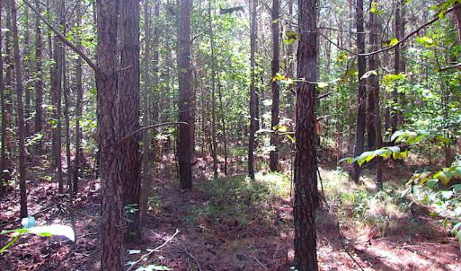 Photo #16 of SOLD property in Off Warrique Rd - Lot 4, Ivor, VA 3.0 acres