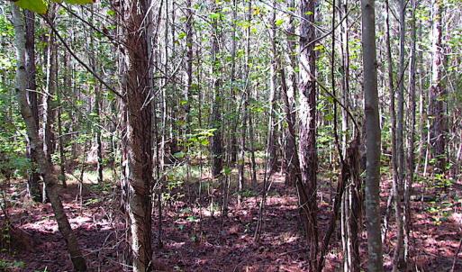 Photo #17 of SOLD property in Off Warrique Rd - Lot 4, Ivor, VA 3.0 acres
