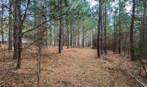 Photo #12 of SOLD property in 150 Bark Road, Ruffin, NC 36.5 acres