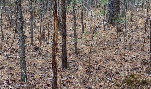 Photo #14 of SOLD property in 150 Bark Road, Ruffin, NC 36.5 acres