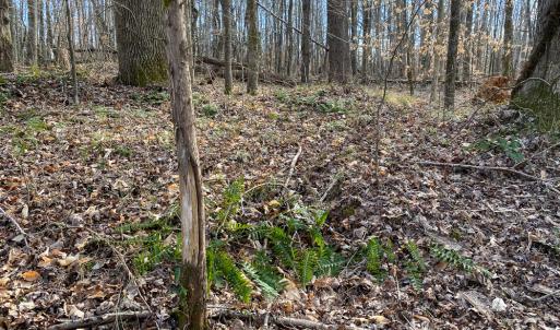 Photo #5 of SOLD property in 150 Bark Road, Ruffin, NC 36.5 acres