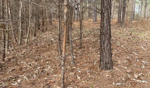 Photo #44 of SOLD property in 150 Bark Road, Ruffin, NC 36.5 acres