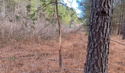 Photo #45 of SOLD property in 150 Bark Road, Ruffin, NC 36.5 acres