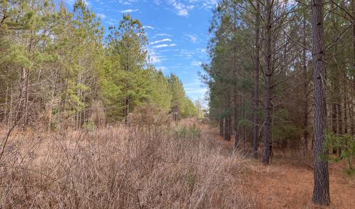 Photo #46 of SOLD property in 150 Bark Road, Ruffin, NC 36.5 acres