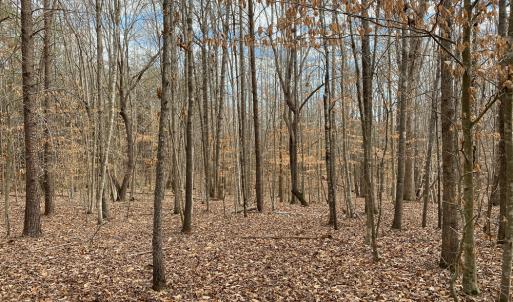Photo #52 of SOLD property in 150 Bark Road, Ruffin, NC 36.5 acres