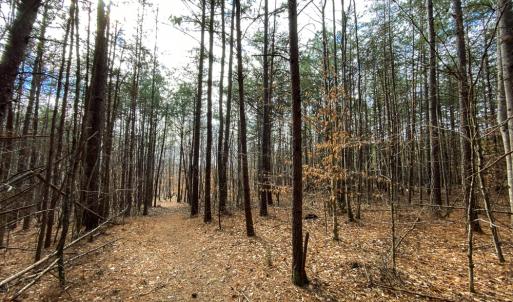 Photo #9 of SOLD property in 150 Bark Road, Ruffin, NC 36.5 acres