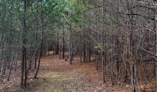 Photo #10 of SOLD property in 150 Bark Road, Ruffin, NC 36.5 acres