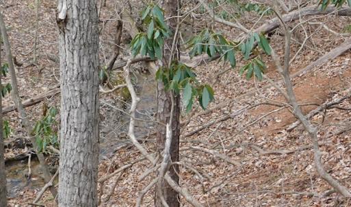 Photo #13 of SOLD property in Off Pine Spur Ln, Ararat, VA 15.4 acres