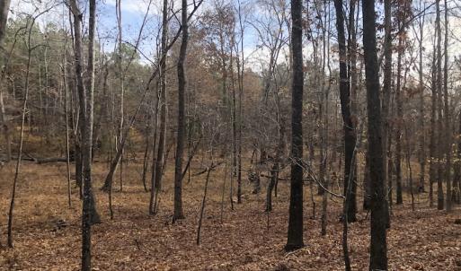 Photo #10 of SOLD property in Off SC 34 - Mt. Hope Road, Ridgeway, SC 105.0 acres