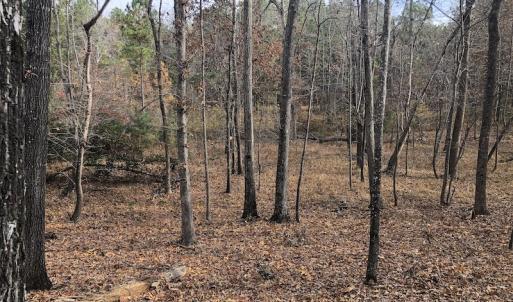 Photo #11 of SOLD property in Off SC 34 - Mt. Hope Road, Ridgeway, SC 105.0 acres
