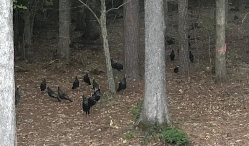 Photo #26 of SOLD property in Off Indian Creek Rd, Chesapeake, VA 105.7 acres