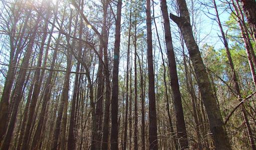 Photo #32 of SOLD property in Off Indian Creek Rd, Chesapeake, VA 105.7 acres