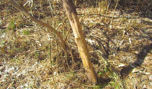 Photo #36 of SOLD property in Off Indian Creek Rd, Chesapeake, VA 105.7 acres