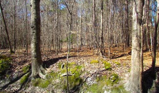 Photo #38 of SOLD property in Off Indian Creek Rd, Chesapeake, VA 105.7 acres