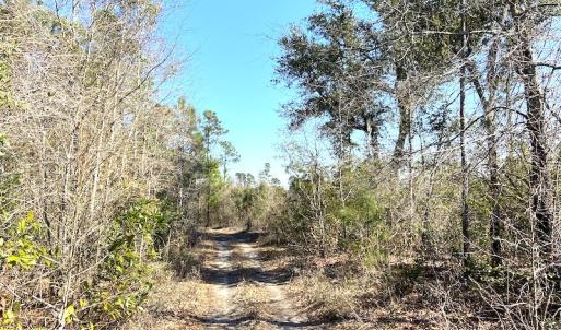 Photo #10 of SOLD property in Off Mosquito Hill Road, Ash, NC 71.9 acres