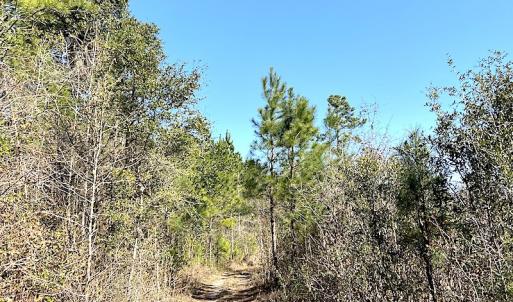 Photo #11 of SOLD property in Off Mosquito Hill Road, Ash, NC 71.9 acres