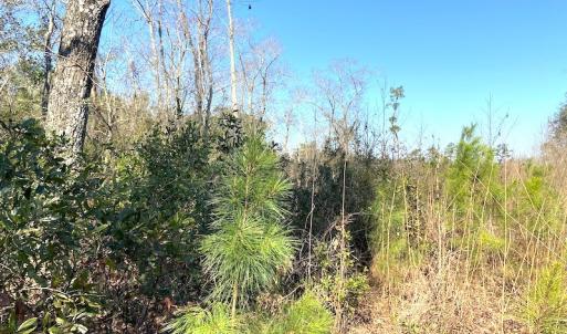Photo #12 of SOLD property in Off Mosquito Hill Road, Ash, NC 71.9 acres