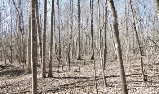 Photo #24 of SOLD property in Off Table Rock Lane, Nathalie, VA 20.0 acres