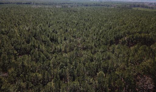 Photo #15 of SOLD property in Off Hunt Club Rd, Carrsville, VA 138.0 acres