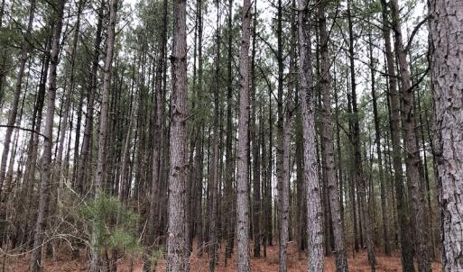Photo #6 of SOLD property in Off McKays Bridge Road, Hamer, SC 64.0 acres