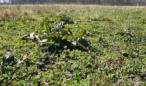 Photo #23 of SOLD property in 1480 Occoneechee Neck Road, Jackson, NC 268.0 acres