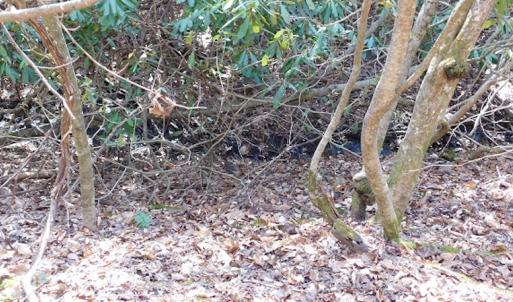 Photo #10 of 955 Country Rd., Austinville, VA 27.0 acres