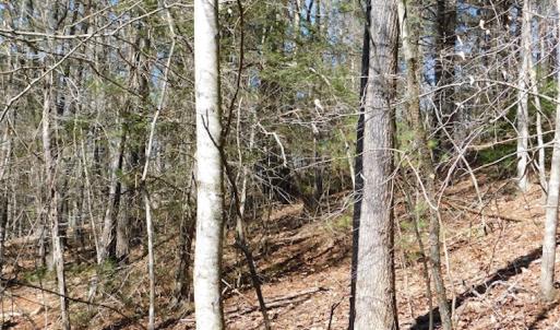Photo #11 of 955 Country Rd., Austinville, VA 27.0 acres