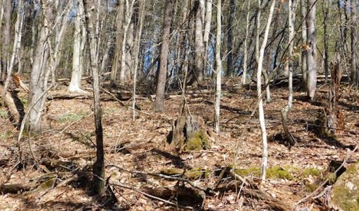 Photo #12 of 955 Country Rd., Austinville, VA 27.0 acres