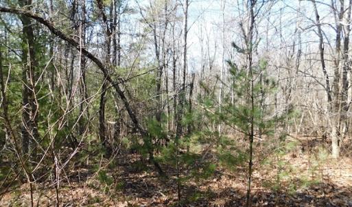 Photo #14 of 955 Country Rd., Austinville, VA 27.0 acres