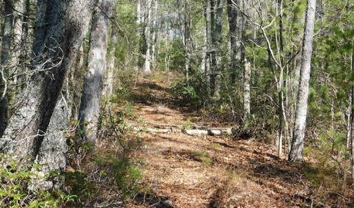 Photo #16 of 955 Country Rd., Austinville, VA 27.0 acres