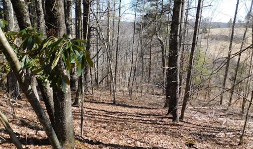Photo #2 of 955 Country Rd., Austinville, VA 27.0 acres
