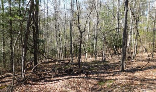 Photo #17 of 955 Country Rd., Austinville, VA 27.0 acres