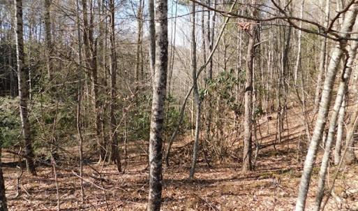 Photo #5 of 955 Country Rd., Austinville, VA 27.0 acres