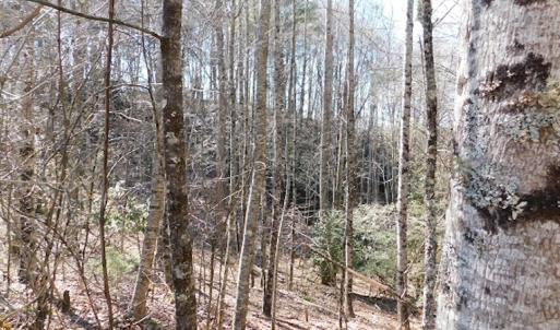 Photo #6 of 955 Country Rd., Austinville, VA 27.0 acres