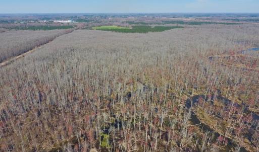 Photo #17 of SOLD property in Off Berrywood Lane , Whitakers , NC 147.0 acres