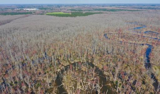 Photo #18 of SOLD property in Off Berrywood Lane , Whitakers , NC 147.0 acres