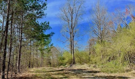 Photo #38 of SOLD property in Off Berrywood Lane , Whitakers , NC 147.0 acres
