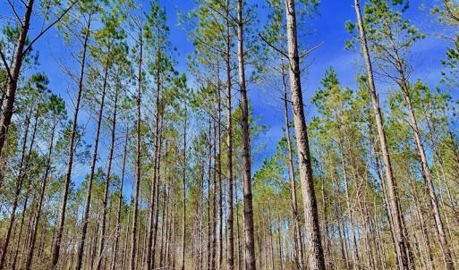 Photo #41 of SOLD property in Off Berrywood Lane , Whitakers , NC 147.0 acres