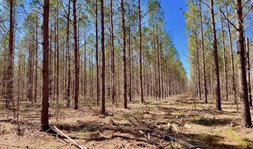 Photo #42 of SOLD property in Off Berrywood Lane , Whitakers , NC 147.0 acres